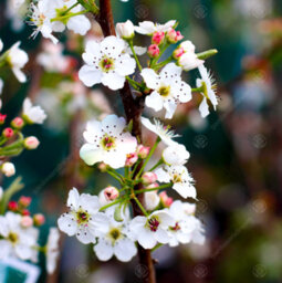 Gardeners Dream Pyrus Chanticleer Tree - Vibrant Autumn Foliage, White Flowers, Hardy (5-6Ft) - thumbnail 1