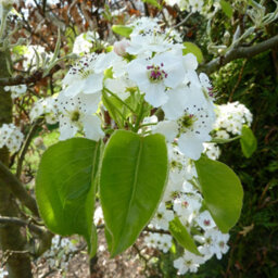 Gardeners Dream Pyrus Chanticleer Tree - Vibrant Autumn Foliage, White Flowers, Hardy (5-6Ft) - thumbnail 2