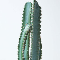 Homescapes Artificial Green Handcrafted Hylcocereus Cactus In Decorative Textured Stone Pot, 49 Cm - thumbnail 4