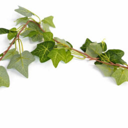 Leaf Pack Of 6 X 160Cm Artificial Ivy Garland Trailing Hanging Plant Faux Foliage - Green - thumbnail 2