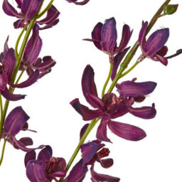 Hill Interiors Cymbidium Spray Artificial Flower Purple (One Size) - thumbnail 3