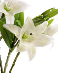 5 Best Artificial 35Cm Ivory Tiger Lillies - thumbnail 2