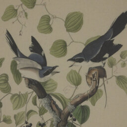 Flora  &  Fauna  Collection  Shrikes  On  Linen  In  Beaded  Frame - thumbnail 2