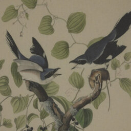 Flora  &  Fauna  Collection  Shrikes  On  Linen  In  Beaded  Frame - thumbnail 3