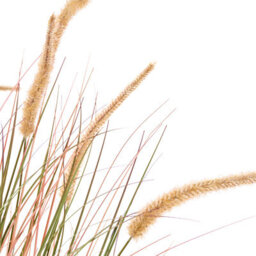 Wyld And Coco Greenleaf 120Cm Artificial Potted Reed Flower With Orange Spikes And Pot - thumbnail 3