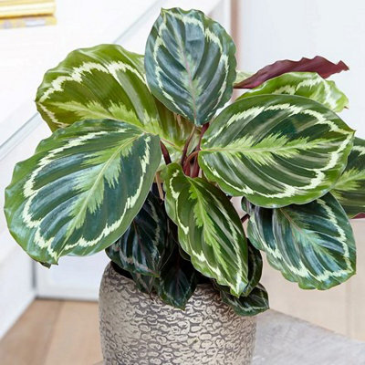 Plant Theory Calathea Medaillon Goeppertia Veitchiana Marantaceae 50Cm Indoor House Plant 14Cm Pot