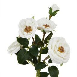 Wyld Haus Set Of 3 Artificial Flowers White Hedge Rose Stems - thumbnail 2