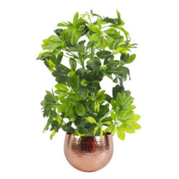 Leaf 75Cm Artificial Arboricola Gold Capella Plant - Copper Metal Planter - thumbnail 1