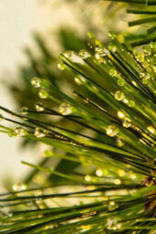Christmas Tree World The 3Ft/90Cm Pre-Lit Majestic Dew Pine Potted Tree (Outdoor) - thumbnail 9