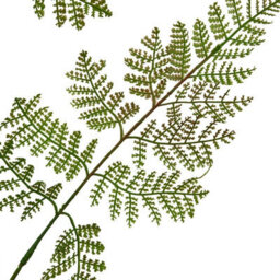 The  Natural  Garden  Collection  Large  Bracken  Fern  Spray - thumbnail 5