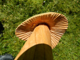 Set Of 3 Wooden Mushroom Toadstool 60/50/40Cm Approx. - Closed Cup - thumbnail 4
