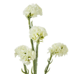 Wyld Haus Set Of 3 Cream Statice Artificial Flowers - 640mm Faux Statice Sprays For Home Decor - thumbnail 2