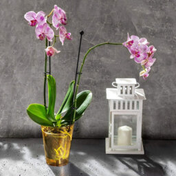B2C Plant Orchid Pot Plastic  Gloss Oval Planter 12 Cm Honey Round - thumbnail 3