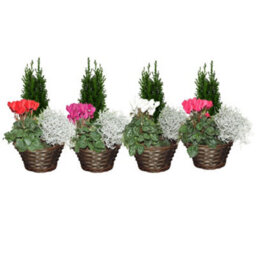 Mixed Indoor Plant Arrangement In Wicker Dish - 22Cm - thumbnail 3