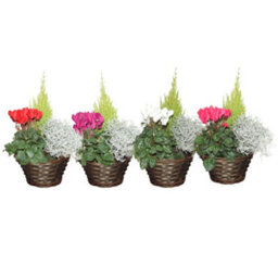 Mixed Indoor Plant Arrangement In Wicker Dish - 22Cm - thumbnail 2