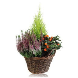 Mixed Indoor Plant Arrangement In Wicker Dish - 22Cm - thumbnail 7