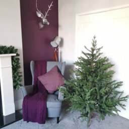 Samuel Alexander 5Ft (153Cm) Premier Christmas Tree  Glenshee Spruce Peorpvc Natural Look - thumbnail 1