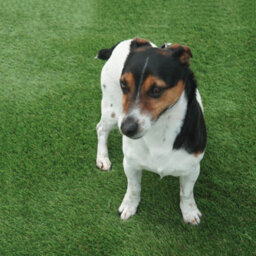 "English Garden 30mm Outdoor Artificial Grass, Premium Artificial Grass,pet-Friendly Artificial Grass-3M(9'9"") X 4M(13'1"")-12M²" - thumbnail 7
