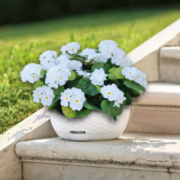 10 Artificial Geraniums And Begonias, Artificial Flowers For Decoration, Artificial Decorative Flowers, White, 35 Cm - thumbnail 4