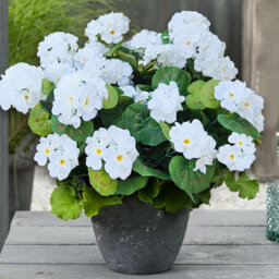 10 Artificial Geraniums And Begonias, Artificial Flowers For Decoration, Artificial Decorative Flowers, White, 35 Cm - thumbnail 3