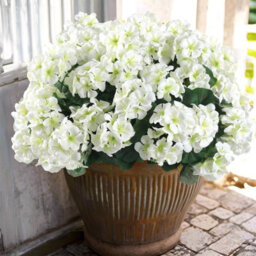 10 Artificial Geraniums And Begonias, Artificial Flowers For Decoration, Artificial Decorative Flowers, White, 35 Cm - thumbnail 7