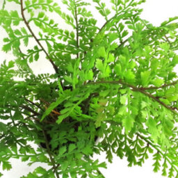Artificial Fern Plant Pot Royal Fern 30Cm Leaf Design Uk Realistic Plants Botanik - thumbnail 2
