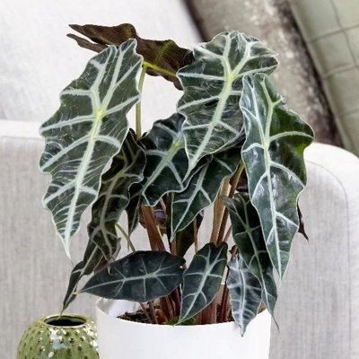 Primrose Alocasia X Amazonica Polly Elephants Ears 16Cm Pot 50Cm Tall Foliage House Plants