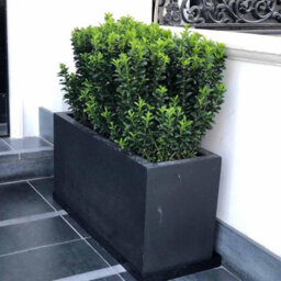 Set Of 2 Idealist™ 60Cm Planter Trough, Slate Grey Reinforced Stone Rectangular Planters, Outdoor Large Plant Pots L60 W30 H30 Cm - thumbnail 8
