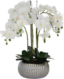 Greenbrokers Elegant Large Six Stem Butterfly White Real Touch Artificial Potted Orchid (65Cm) In Decorative Silver Ceramic Pot - thumbnail 1