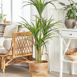 Beliani Artificial Dracaena 147Cm Tall Potted Indoor Plant - Maintenance-Free - thumbnail 2