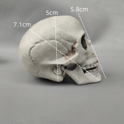 Amorly 8 Piece Mini Halloween Skull Head Decor, Human Skull Bone Model Statue For Desktop,home Halloween Display - thumbnail 8