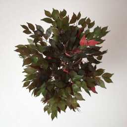 Homescapes Artificial Red & Green Handcrafted Capensia Tree With Real Wood Trunk, 4 Ft - thumbnail 2