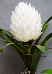 Orsina Fiori White Tropical Plant Artificial Plant Foliage - thumbnail 7