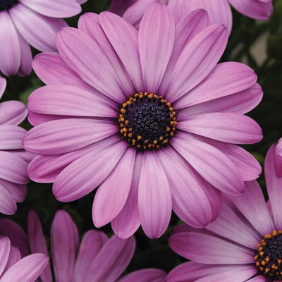 Plant Theory Set Of 3 Akila Lavender Shades African Daisy Bedding Osteospermum 9Cm Pots