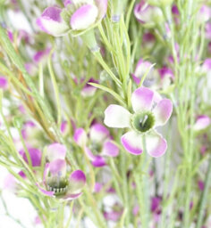 Leaf Pack Of 6 X 100Cm Artificial Foliage Stem With Small Flowers - Purple - thumbnail 6
