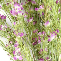Leaf Pack Of 6 X 100Cm Artificial Foliage Stem With Small Flowers - Purple - thumbnail 7