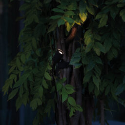 Ideal Lux Koala 3W Strap On Led Outdoor Display Light Black 3000K Ip65 - thumbnail 2