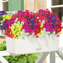 12 Pack Uv And Weather Resistant Artificial Flower Bundles - For Graves, Balconies, Planters, Porches, Hanging Gardens - thumbnail 4