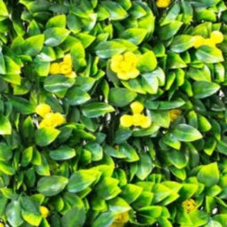 Primrose Extendable Artificial Flower Outdoor Screening Trellis (Yellow) 1M X 2M - thumbnail 6
