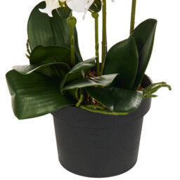 Beliani Artificial Plant Orchid 65 Cm White - thumbnail 5