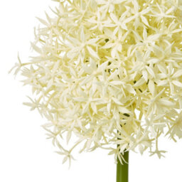 Wyld Haus Set Of 3 Cream Medium Allium Artificial Flower Stems 800mm - thumbnail 2