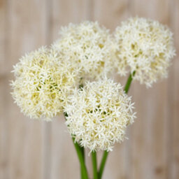 Wyld Haus Set Of 3 Cream Medium Allium Artificial Flower Stems 800mm - thumbnail 5