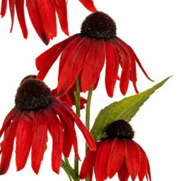 Hill Interiors Red Echinacea Spray Artificial Flower - Plastic - L23 X W13 X H75 Cm - Red - thumbnail 3