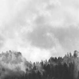 Splashwall Matt Black & White Misty Woods Acrylic Splashback, (H)600mm (W)2440mm (T)4mm - thumbnail 1