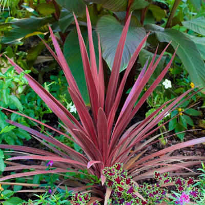 Gardeners Dream Cordyline Torbay Red - Evergreen Cabbage Palm, Red Leaves, Low Maintenance (25-35Cm Height Including Pot) - image 1
