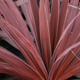 Gardeners Dream Cordyline Torbay Red - Evergreen Cabbage Palm, Red Leaves, Low Maintenance (25-35Cm Height Including Pot) - thumbnail 2