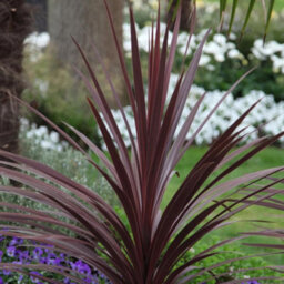 Gardeners Dream Cordyline Torbay Red - Evergreen Cabbage Palm, Red Leaves, Low Maintenance (25-35Cm Height Including Pot) - thumbnail 3