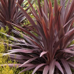 Gardeners Dream Cordyline Torbay Red - Evergreen Cabbage Palm, Red Leaves, Low Maintenance (25-35Cm Height Including Pot) - thumbnail 4