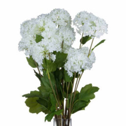 Hill Interiors Viburnum Opulus White Faux Plant - thumbnail 6