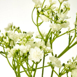 Hill Interiors Gypsophila Stem Artificial Flower Cream (One Size) - thumbnail 2